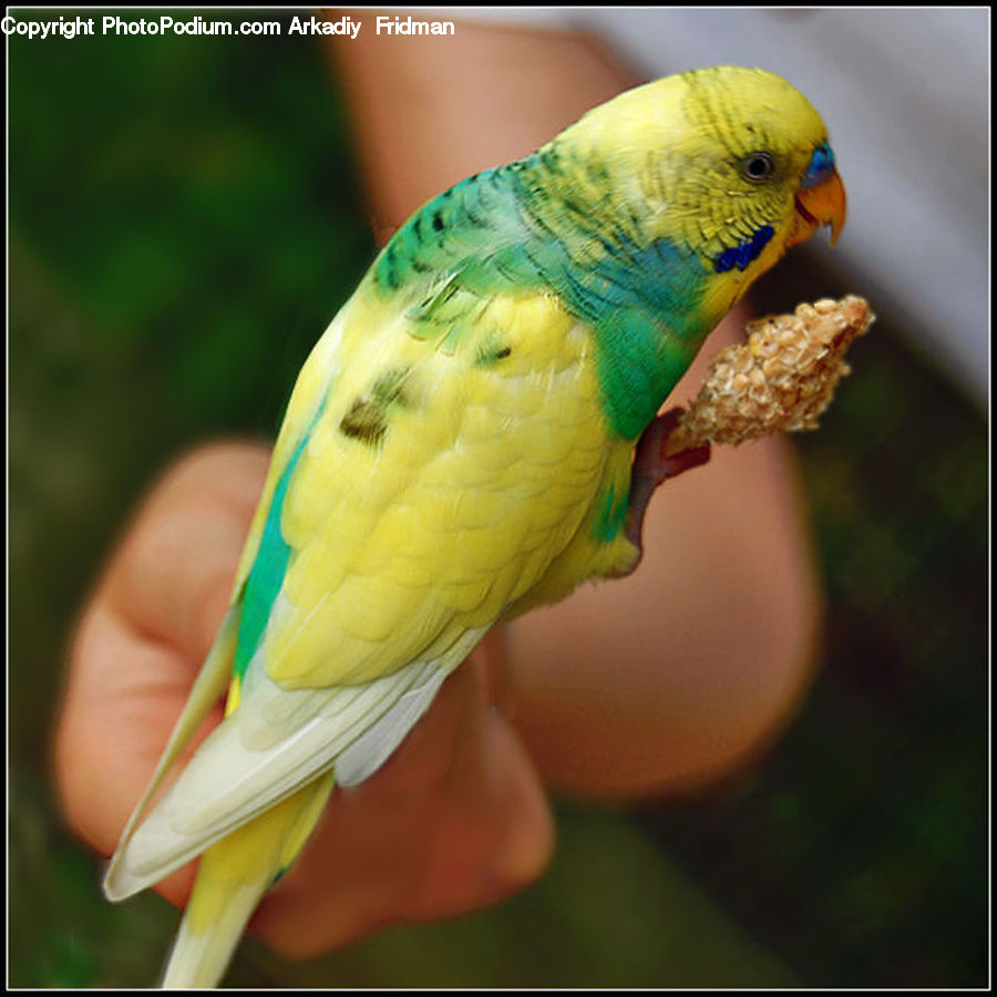Bird, Parakeet, Parrot, Canary, Finch