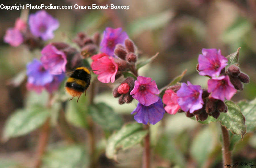 Blossom, Flora, Flower, Geranium, Plant, Bee, Insect
