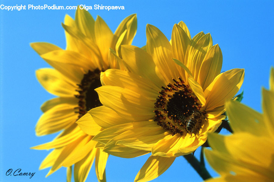 Blossom, Flora, Flower, Plant, Sunflower, Daffodil, Daisies