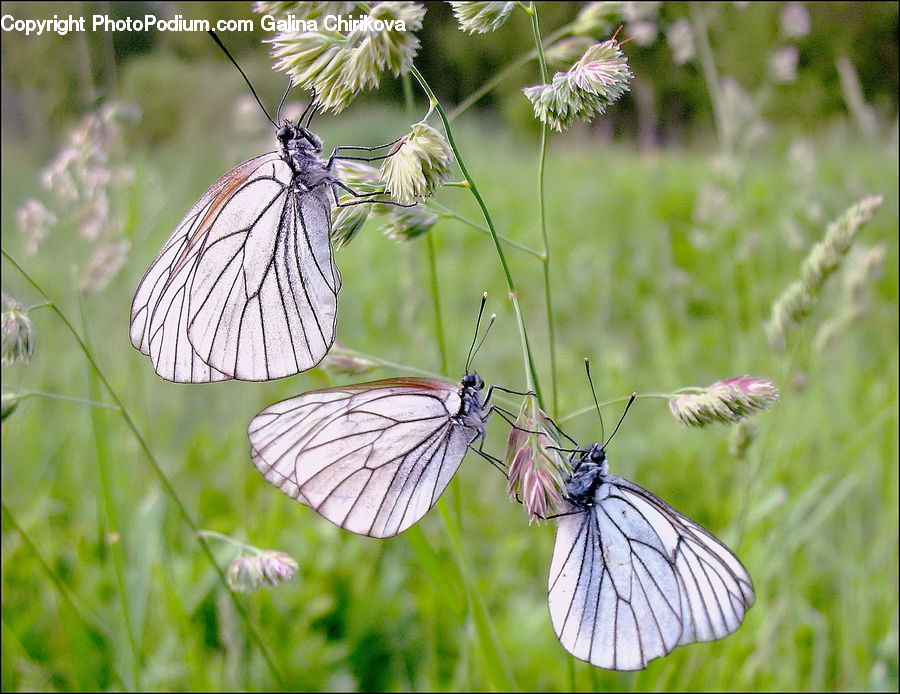 Butterfly, Insect, Invertebrate, Asteraceae, Blossom, Flora, Flower