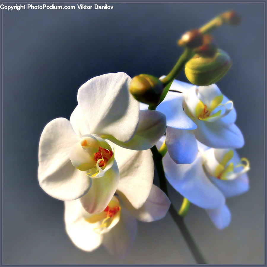Blossom, Flora, Flower, Orchid, Plant, Anther, Petal