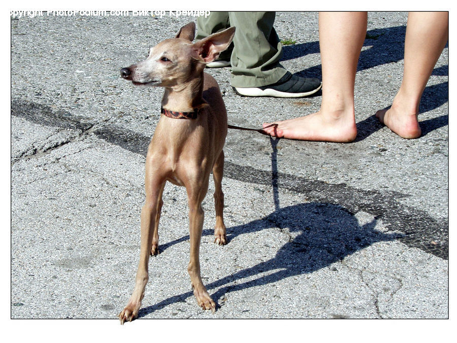 Animal, Canine, Chihuahua, Dog, Mammal, Pet, Boot