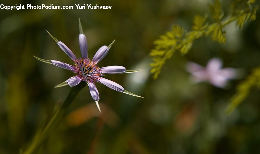 Blossom, Flora, Flower, Plant, Geranium, Aster, Daisies