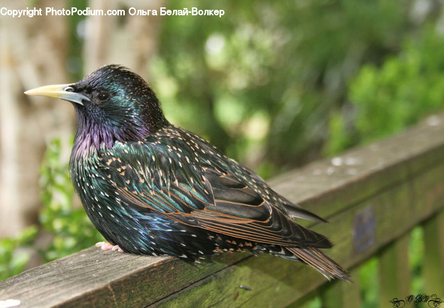 Bird, Blackbird