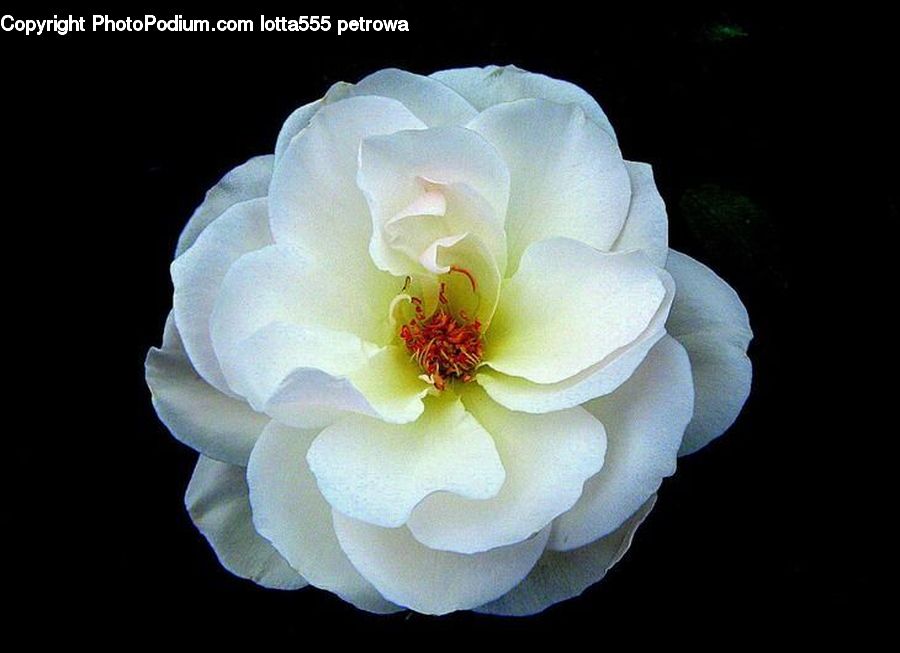 Blossom, Flora, Flower, Plant, Dahlia, Carnation, Anemone