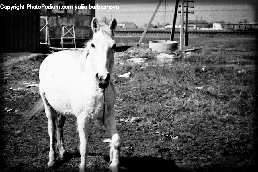 Animal, Colt Horse, Foal, Horse, Mammal, Cabin, Hut