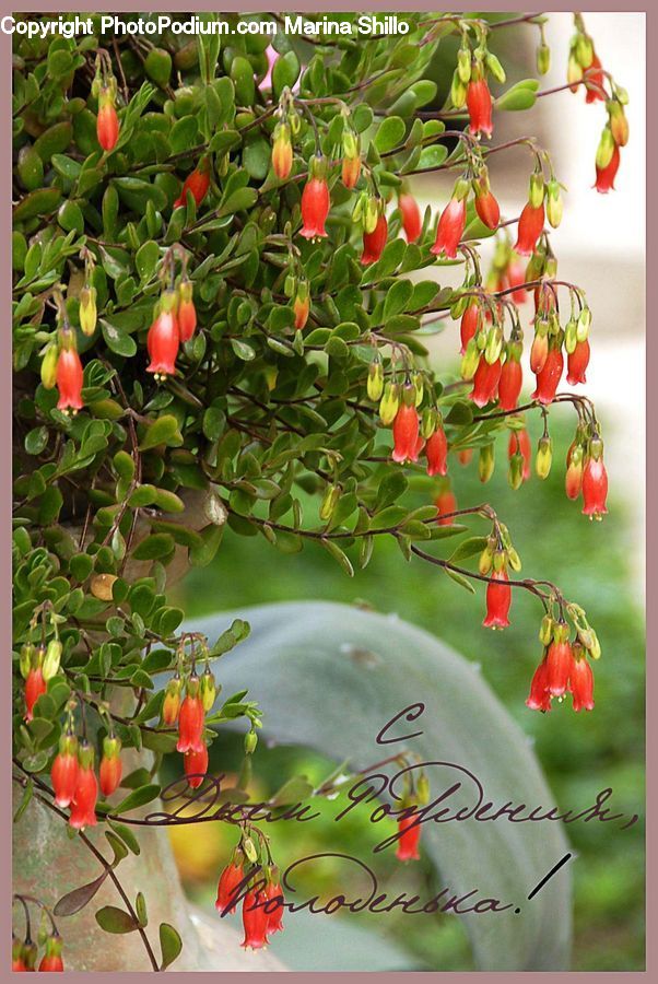 Plant, Blossom, Flora, Flower, Bush, Vegetation, Fruit
