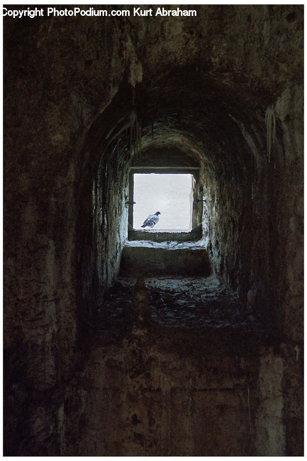 Hole, Bird, Blue Jay, Bluebird, Jay, Quail, Bunker