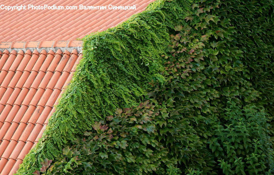 Ivy, Plant, Vine, Bush, Vegetation, Fence, Hedge