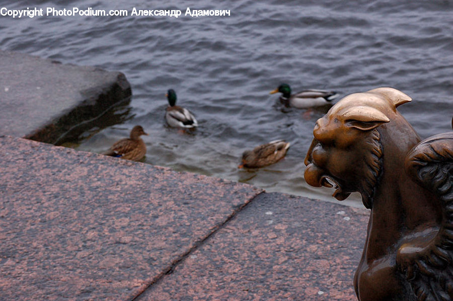 Bird, Duck, Teal, Waterfowl, Head, Portrait, Art