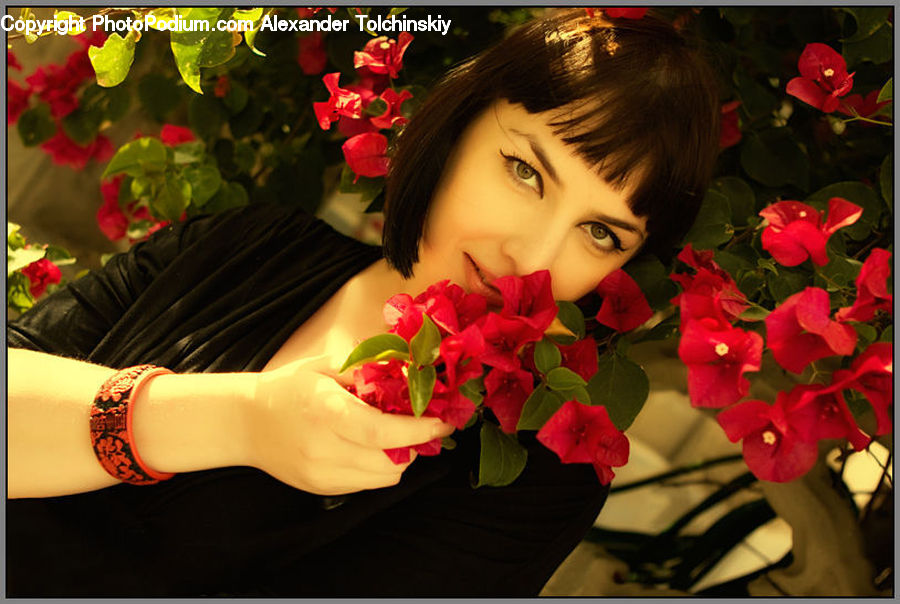 Plant, Potted Plant, Blossom, Flora, Flower, Flower Arrangement, Flower Bouquet