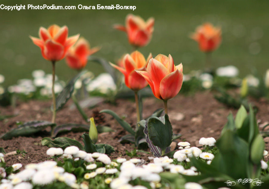 Blossom, Flora, Flower, Plant, Tulip, Geranium, Sprout