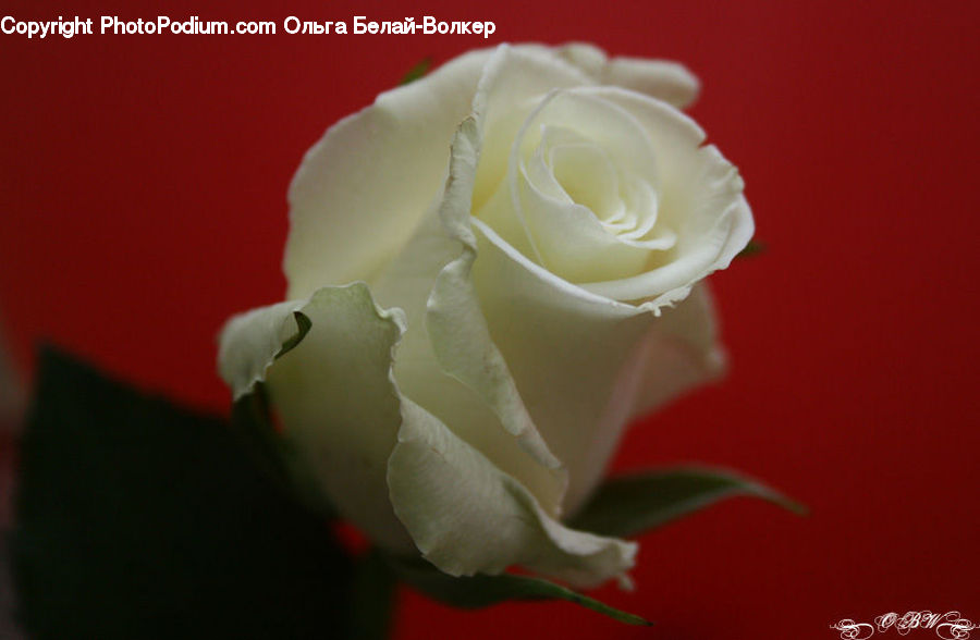 Blossom, Flower, Plant, Rose, Flower Arrangement, Flower Bouquet, Carnation