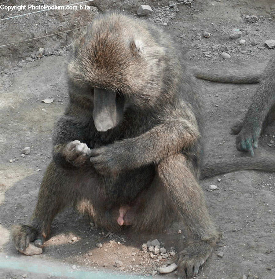 Animal, Baboon, Mammal, Monkey
