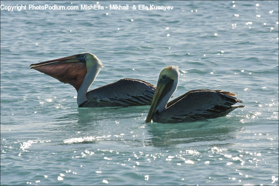 Bird, Pelican, Booby, Beak, Waterfowl