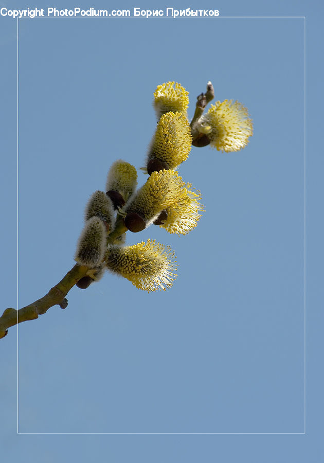 Flora, Pollen, Bud, Plant, Cactus, Flower, Mimosa