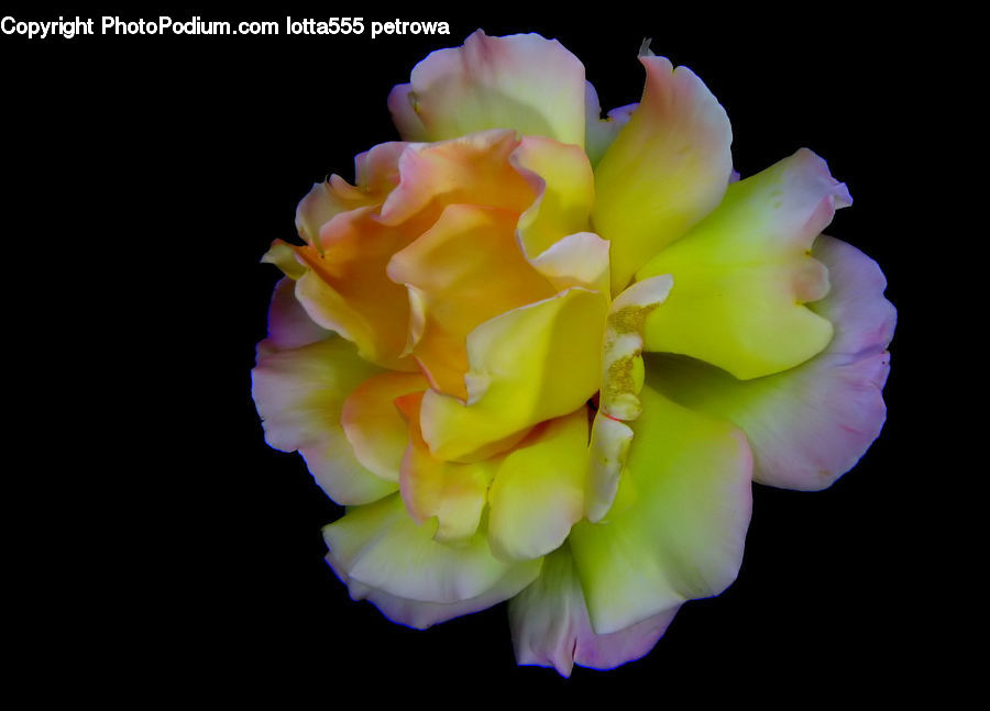 Flora, Flower, Gladiolus, Plant, Blossom, Tulip, Petal