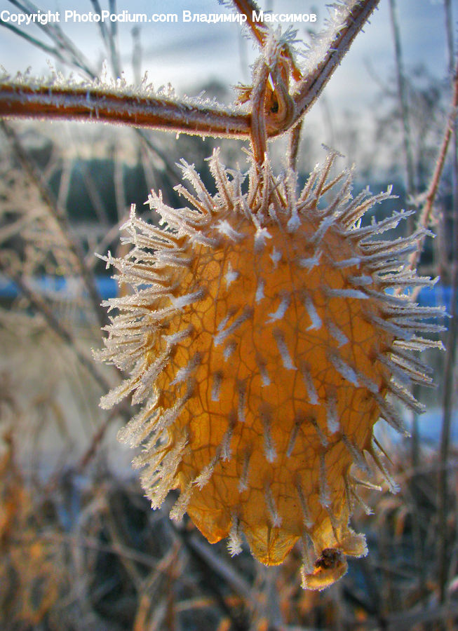 Frost, Ice, Outdoors, Snow, Conifer, Fir, Plant