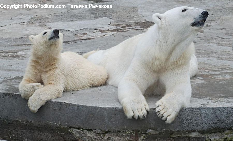 Animal, Bear, Mammal, Polar Bear