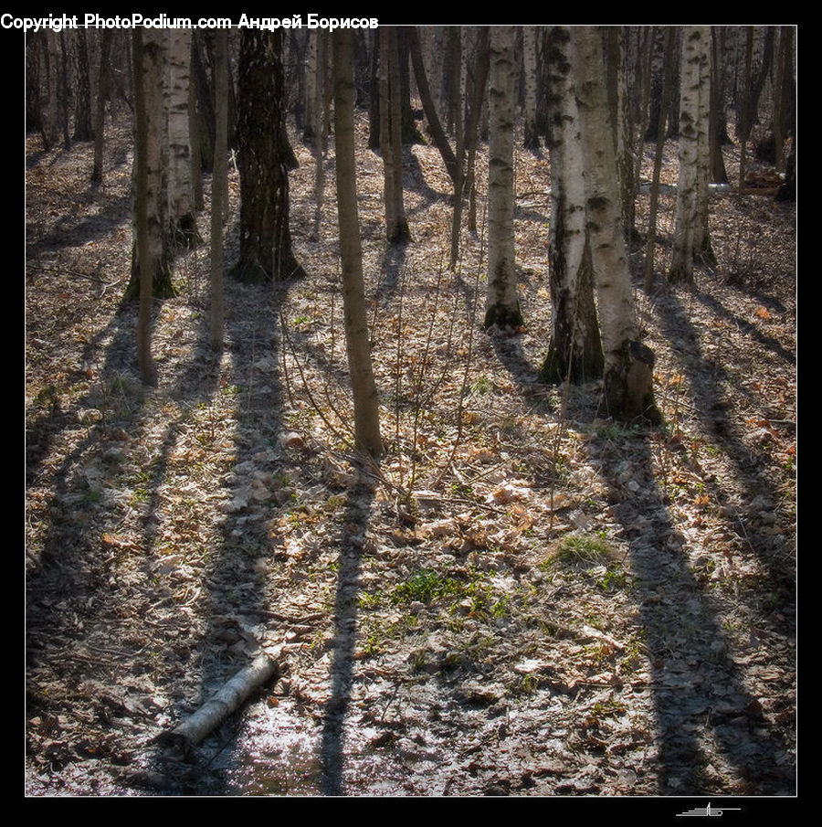 Forest, Vegetation, Grove, Land, Birch, Tree, Wood