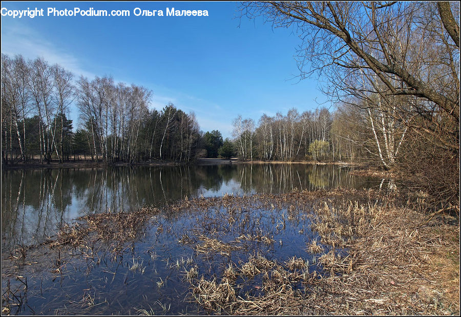 Outdoors, Pond, Water, Land, Marsh, Swamp, Field