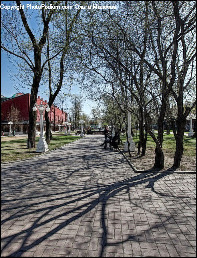 Boardwalk, Path, Pavement, Sidewalk, Walkway, Plant, Potted Plant