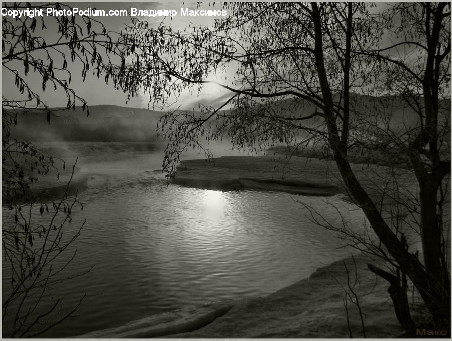 Flock, Outdoors, River, Water, Plant, Tree, Sand