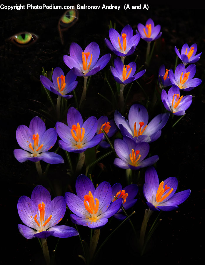 Blossom, Crocus, Flora, Flower, Plant