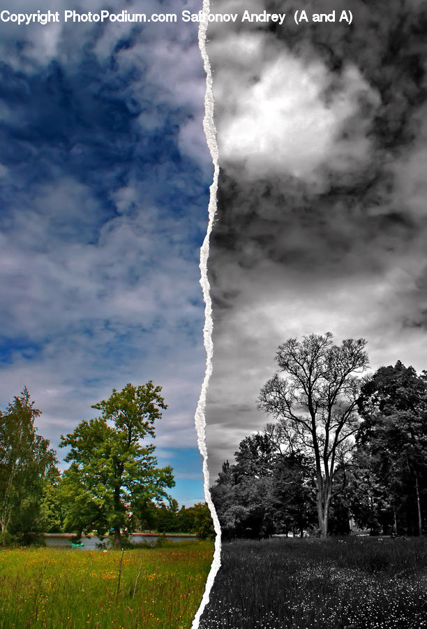 Plant, Tree, Cloud, Cumulus, Sky, Conifer, Fir