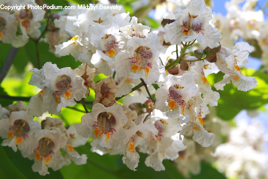 Blossom, Flora, Flower, Plant, Carp, Fish, Goldfish