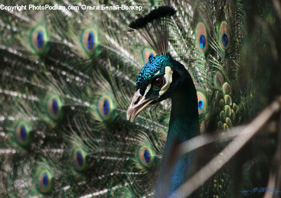 Bird, Peacock, Pheasant, Wildlife, Fern, Plant, Conifer