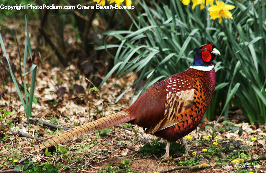 Bird, Pheasant, Reptile, Snake, Plant, Vegetation, Moss
