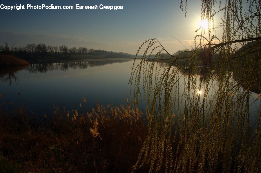 Grass, Plant, Reed, Field, Grassland, Potted Plant, Dawn