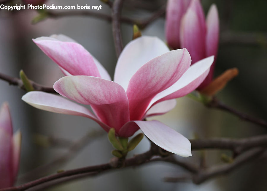 Blossom, Flora, Flower, Plant, Geranium, Dahlia, Crocus