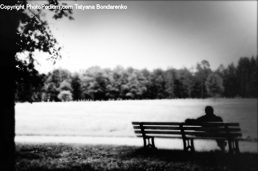 Bench, Plant, Tree, Park Bench, Oak, Wood, Countryside