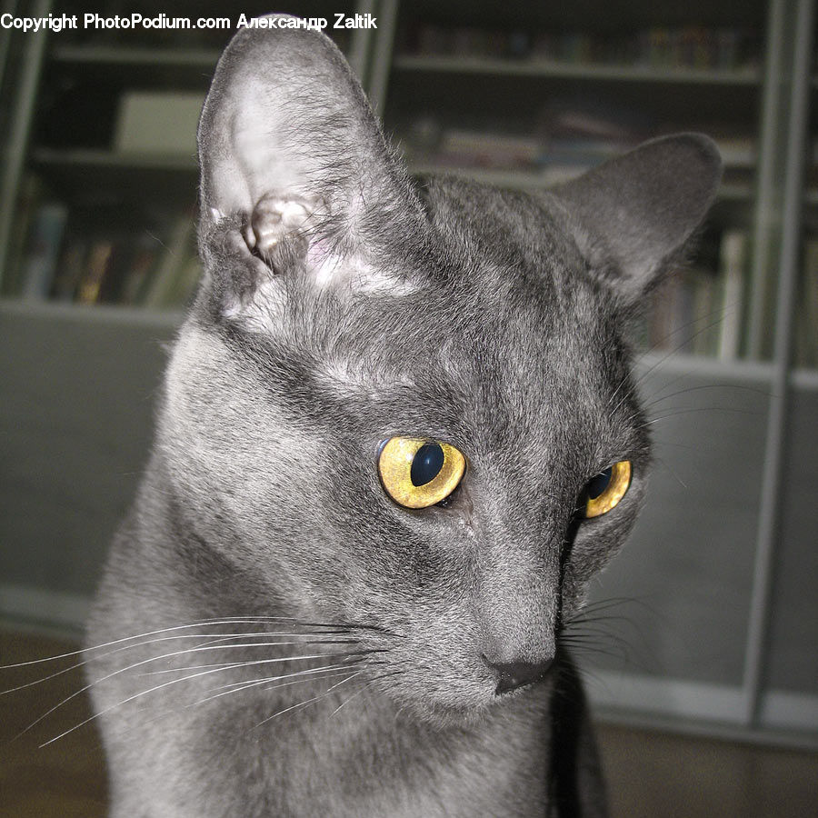 Animal, Cat, Mammal, Manx, Pet