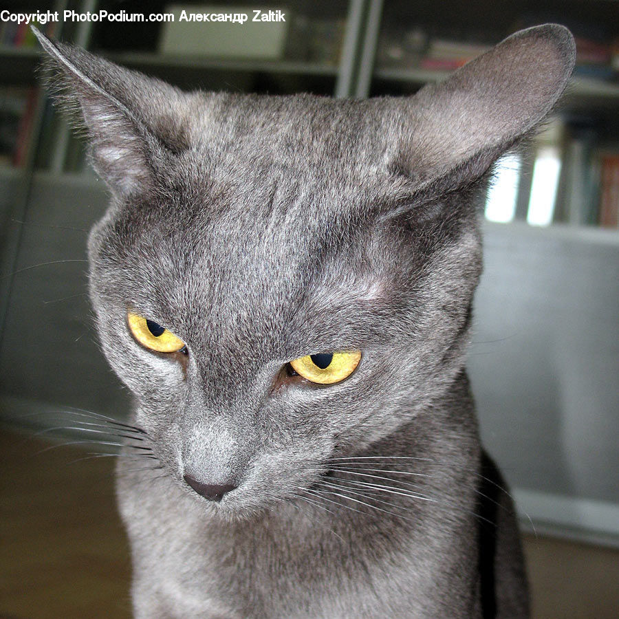 Abyssinian, Animal, Cat, Mammal, Pet, Siamese, Manx