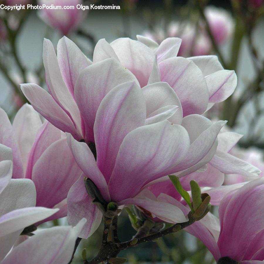 Blossom, Flora, Flower, Plant, Geranium, Dahlia, Peony