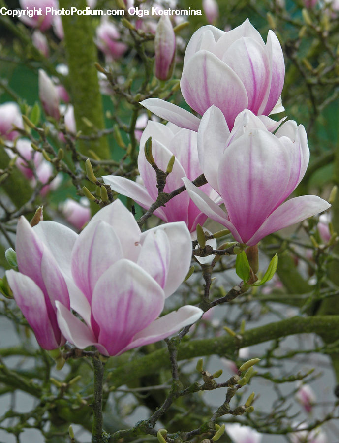 Blossom, Crocus, Flora, Flower, Plant, Geranium, Vegetation