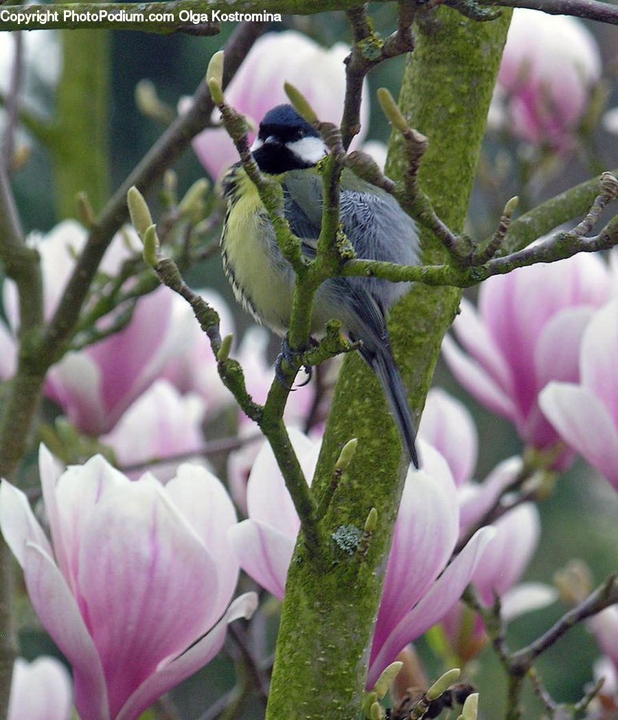 Bird, Blue Jay, Bluebird, Jay, Blossom, Flora, Flower