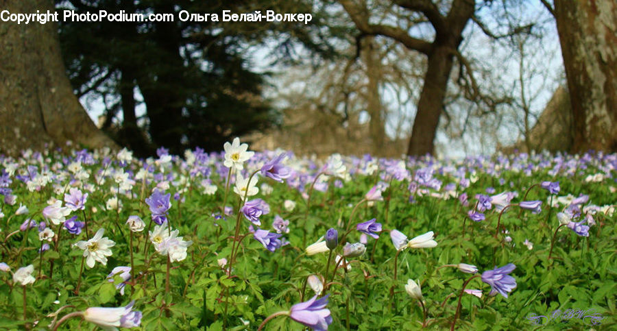 Blossom, Crocus, Flora, Flower, Plant, Geranium, Aquilegia