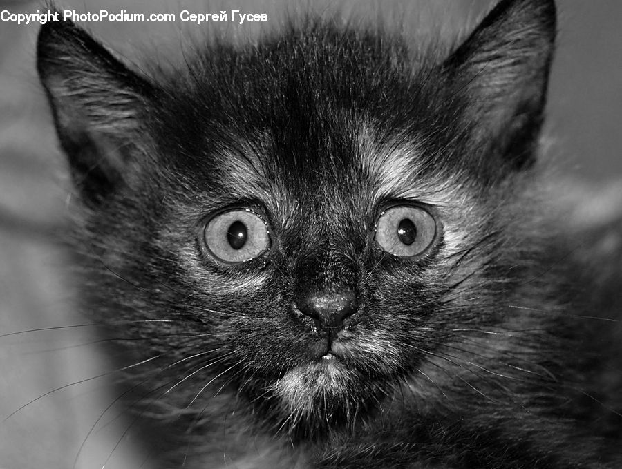 Animal, Cat, Kitten, Mammal, Pet, Adorable