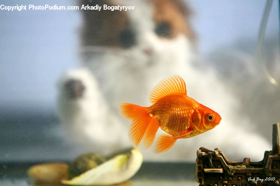 Fish, Sea Life, Rust, Carp, Goldfish, Eating, Blossom