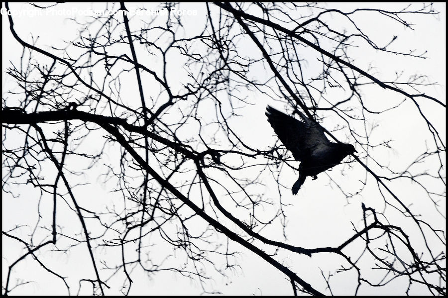 Bird, Blackbird, Crow