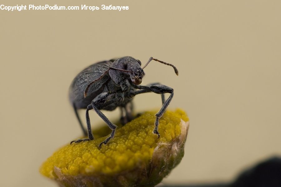 Asilidae, Insect, Dung Beetle, Invertebrate, Apidae, Bee, Bumblebee