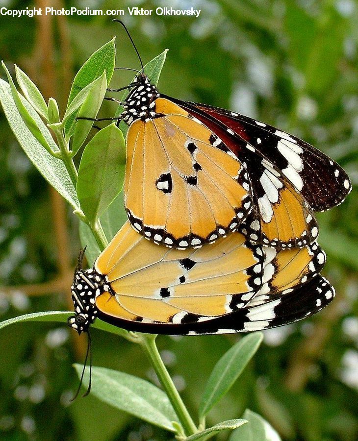 Butterfly, Insect, Invertebrate, Monarch, Aster, Blossom, Flower