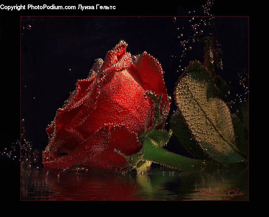 Floral Design, Flower, Flower Arrangement, Flower Bouquet, Ikebana, Blossom, Flora