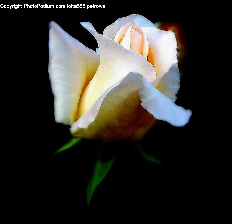 Blossom, Flower, Plant, Rose, Flora, Petal