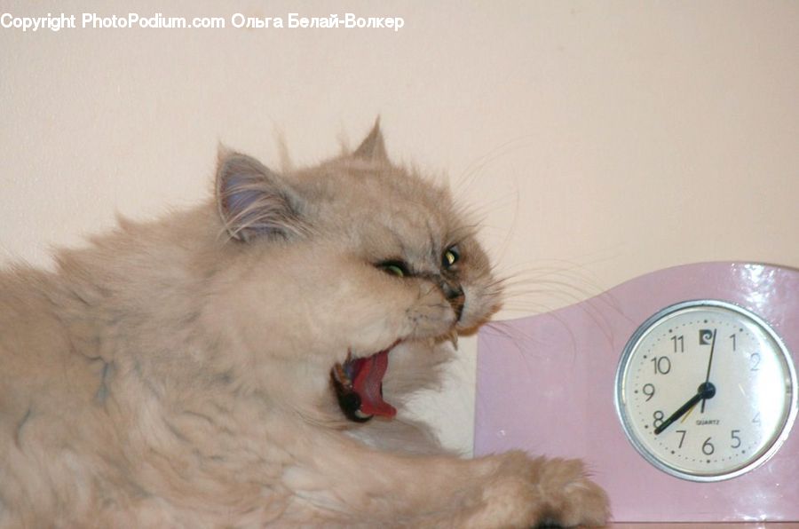 Analog Clock, Clock, Adorable, Animal, Chow, Dog, Pet