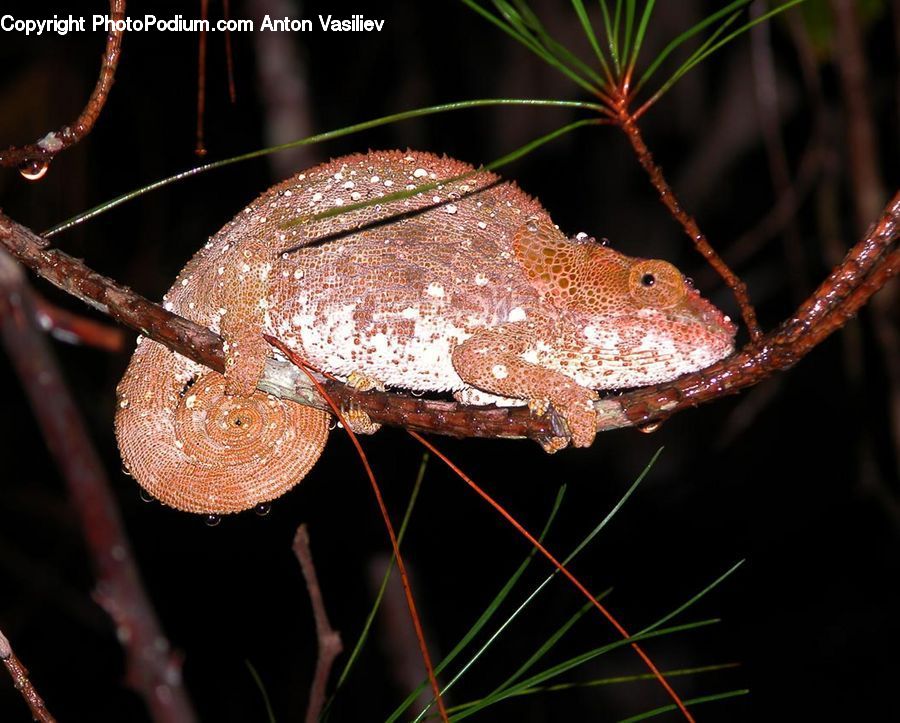 Amphibian, Frog, Wildlife, Rust, Agaric, Amanita, Fungus
